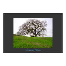 Pleasanton Oak posters