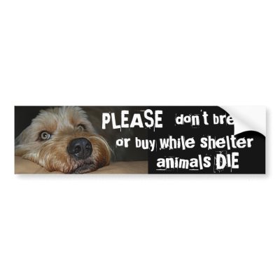Please don't BREED or BUY. . . Bumper Stickers by malibuitalian