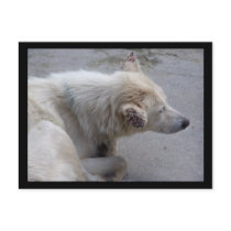 PLEASE HELP DESPERATE DOGS IN NEPAL postcards