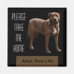 Please Take Me Home Magnets