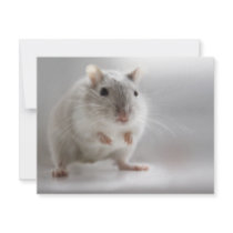 PLEASED TO MEET YOU invitations by Squealia PLEASED TO MEET YOU invitations