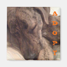 Plott Hound Magnet