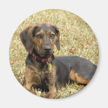 Plott Hound Magnets