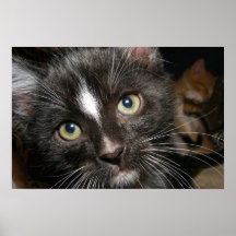 Plotting Cute Kitten Poster