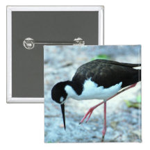 Plover Button