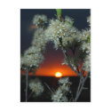 Plum Blossom Sunset postcards