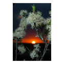 Plum Blossom Sunset posters