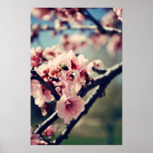 Plum Blossoms and Bee Poster