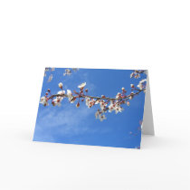 Plum Blossoms, Blue Sky Cards by wingedturtle Plum Blossoms, Blue Sky Cards