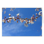 Plum Blossoms, Blue Sky Cards