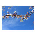 Plum Blossoms, Blue Sky posters by wingedturtle Plum Blossoms, Blue Sky posters