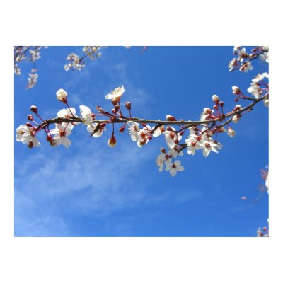 Plum Blossoms, Blue Sky Print by wingedturtle