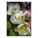 Plum Blossoms cards by mlane53 Plum Blossoms cards
