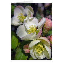 Plum Blossoms cards