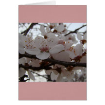 PLUM BLOSSOMS GREETING CARD