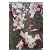 Plum Blossoms Greeting Cards