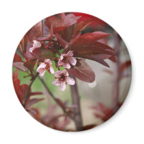 plum blossoms magnets