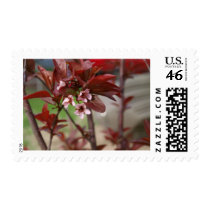 plum blossoms postage stamps