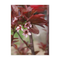 plum blossoms post cards