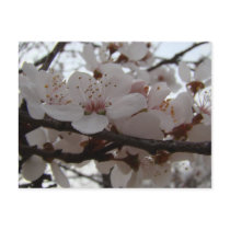PLUM BLOSSOMS postcards by MAPASUE PLUM BLOSSOMS postcards