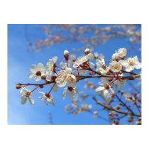 Plum Blossoms posters