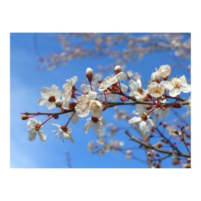 Plum Blossoms Poster by wingedturtle