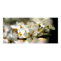 Plum Blossoms posters