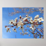 Plum Blossoms Poster