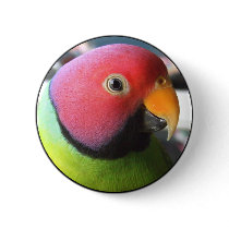 Plum Headed Parakeet buttons by MenagerieMayhem Plum Headed Parakeet buttons