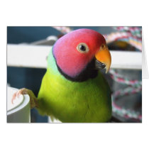 Plum Headed Parakeet Card