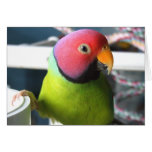 Plum Headed Parakeet Card
