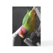 Plum Headed Parakeet Greeting Card
