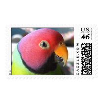 Plum Headed Parakeet postage by MenagerieMayhem Plum Headed Parakeet postage