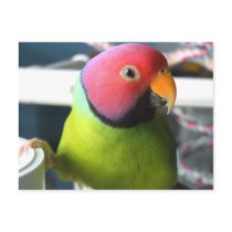 Plum Headed Parakeet postcards by MenagerieMayhem Plum Headed Parakeet postcards