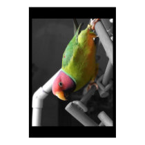 Plum Headed Parakeet Poster posters