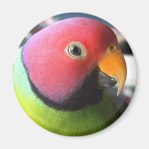 Plum Headed Parakeet Refrigerator Magnet