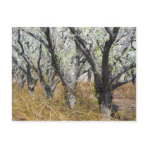Plum Orchard in Spring postcards