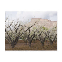 Plum Orchard postcards