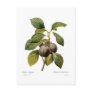 Plum Postcards