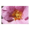 Plum Rose on Canvas posters
