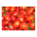Plum Tomatoes posters by charlesblack7 Plum Tomatoes posters