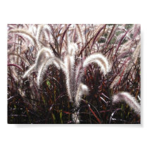 Plumage posters