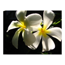 Plumaria Hawaiian Tropical Flowers Poster Print by naturalilly Plumaria Hawaiian Tropical Flowers Poster Print
