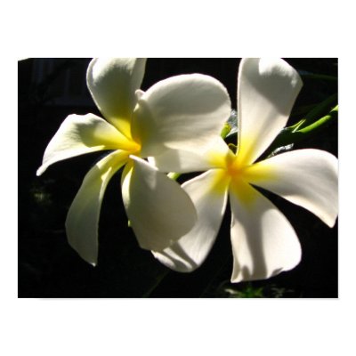types of tropical flowers