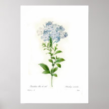 Plumbago caerulea print