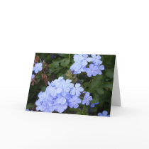 Plumbago Greeting Card
