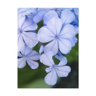 Plumbago postcard
