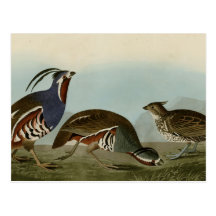 Plumed & Thick-legged Partridge Post Cards