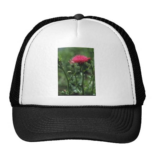 Plumed Thistle (Cirsium Japonicom) flowers Mesh Hat