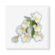 plumeria1 magnets